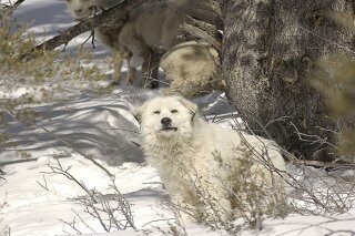 Great pyrenees sale sheep